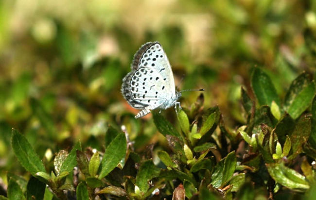 毎月1回四国八十八ヶ所参りをしたときに撮した蝶です。<br />　