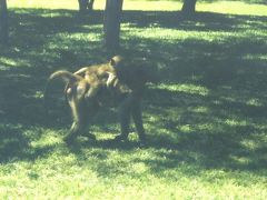  サファリランドの中にある町～ビクトリアフォールズ～ 野生のゾウに出会える町編その１