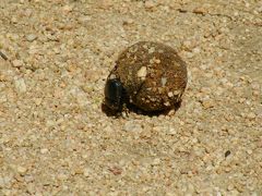 佐吉対糞転がし、Sakiti meets Dung Beetles.