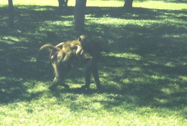 　ジンバブエきっての観光都市、ビクトリアフォールズは、その名の通り、ビクトリアの滝を擁し、更にボツワナのチョベ国立公園のサファリツアーでのベースにもなっているリゾートの町、そのせいか、頻繁に白人に出会う。もちろんツアーで来ている日本人観光客にも毎日出くわした。<br /><br />　ジンバブエは当時経済破綻が深刻で、前述の通り、インフレ抑止のためなのか、有効期限のある紙幣を発行していた。経済が悪化するのと比例して治安も悪化し、首都のハラレでは犯罪に巻き込まれる人も少なくないという。<br /><br />　そんなジンバブエにあってビクトリアフォールズだけは特別な位置付けになっている。治安維持の為に観光警察を配備し、至る所に警察官が立っている。ビクトリアフォールズはジンバブエで一番の外貨獲得の収入源でもあり、まさしくドル箱なのだ。その為日中町を歩くのに身の危険を感じる事も、ジンバブエの他都市と比べると少ない筈だ。<br /><br />　私が訪れた四月は、ジンバブエでは雨期に当り、ビクトリアの滝は、滝から２キロ離れた宿からでも凄まじい水量の落下音が雷鳴ような大瀑音を轟かせている。<br /><br /> 雨期とはいえ、日本のように蒸し暑かったり、シトシト雨が降るわけでもない。空気は乾燥し、燦々と太陽が照っていたかと思うと、バケツをかやしたような雨が突然降り、その雨の勢いの強さの為に傘は全く役にたたない。カメラなどの機材はナイロンに包んで鞄に入れ町を歩き、雨が降ればシャワーだと諦めてたれたほうが、まだ良いかもしれない。<br /><br />　スコールは全身をずぶ濡れにしてしまうが、暫く歩いていると直乾いてしまう。つまりそれは日中の乾燥の凄さを意味する。それ故歩く際、気がつかぬ間に体の水分は乾き、脱水症状や日射病を起こすので、歩く際には水と帽子は必須だ。<br /><br /> ビクトリアフォールズという町は本当にこじんまりした町の為、少し歩くと町から外れ、そこにはサファリが広がっている。道が一本真っ直ぐにアフリカの大地を走り、それ以外回りには、自然より他に何もない。まるで町がサファリランドにあるようなものなのだ。町の中にヒヒの群れが現れたり、イボイノシシが何食わぬ顔で、人を恐れることなく現れることもある。もっとも驚いたのが少し町から離れた場所にゾウの群れが現れることだ。町の中心部からザンビア国境の方へとなだらかに下り坂が続いているが、その何もない道程を国境まで10～15分歩くと気づくが、道路にたくさんゾウのフンが転がっている。つまり道を歩いていると野生のゾウと遭遇する可能性があるのだ。実際、町の郊外を歩いていて二度程ゾウの群れに遭遇してしまった。<br />