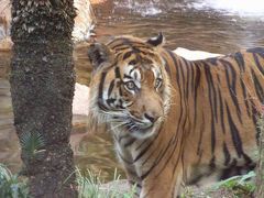 上野動物園　大人の休日