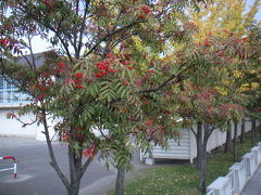 札幌の紅葉