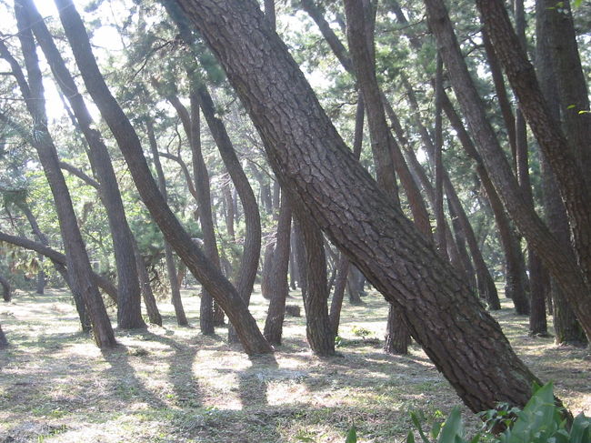 森林浴の森・・東唐津から浜玉町にかけて幅400ｍ〜700ｍ長さ約4.5ｋｍの松林です、<br />防風、防潮のため黒松を植林したとされています、<br />その後の植林によって約100万本前後の松が生育しているそうです<br /><br />【七不思議】<br />◆松原には蝉の声がしない・・<br />蝉がうるさく鳴くので秀吉が「うるさい！」と怒鳴ると蝉は泣き止んだとか ??<br />豊臣秀吉が松原を通った記録はないそうです<br /><br />◆にらみ松・・<br />豊臣秀吉が、目指す名護屋が見えない、怒った秀吉が「頭が高い！］と睨みつけたところ、<br />松は一斉に頭を下げた・・冬期、この地方に吹く特有の北西の強風によるもの、<br /><br />◆槍掛けの松・・<br />虹の松原の真ん中程に真横になった松がありました、兵士たちがこの松に槍を立てかけたと伝えられています<br />初代は松くい虫に遣られてしまい、現在は二代目がゲンキに生きてるそうです<br /><br />◆黒松ばかり・・<br />虹の松原にある１００万本の松は、すべて黒松ばかり・・黒松が潮風に強いことから<br />黒松と赤松の交配種も見受けられるようになり、松原の純潔性は失われかけているそうです<br /><br />◆藩境は松原の中心地・・<br />唐津湾に浮かぶ神集島の西端と高島の東端を結んだ延長線上が虹の松原の中心といわれています、<br />　そこは唐津藩と対州藩との藩境でもあります、偶然とはいえ、不思議な一致です<br />　現在でも、松原の中に「従是東対州領」の石柱が残っているそうです<br /><br />◆松原に蛇はいない・・<br />浜崎にある諏訪神社にまつられている諏訪姫の願により、<br />昔から松原には蛇はいないといわれています、<br />松原に蛇がいないのは、乾燥して塩分の多い砂地が蛇の生息に適していないためといわれています<br /><br />◆松原の真中に真水・・<br />虹の松原は、どこを掘っても塩分の多い水が出るそうです、ところが二軒茶屋の井戸だけは真水だそうです<br />仮説・・旧松浦河（現在の玉島川）の伏流水説です<br />ところが、最近では松原内にある民家でも真水が出ているそうです、<br />真水が出る範囲が広がったんですね・・不思議ですね　経年変化は ??<br /><br />・諏訪神社<br />長崎や全国で有名な神社ですね、浜玉の諏訪神社、悲しき由来とは知りませんでした・・<br />・松原散策<br />とにかく砂浜に生育している松林です、距離も充分にあります<br />歩行に楽な靴を選んだ方が良いようです<br />途中に海水浴場が１つありました、夏場には最適ですね<br />車両の通行も少なく大型車は通りません、静かな雰囲気でした。