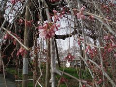 福島☆三春の滝桜☆