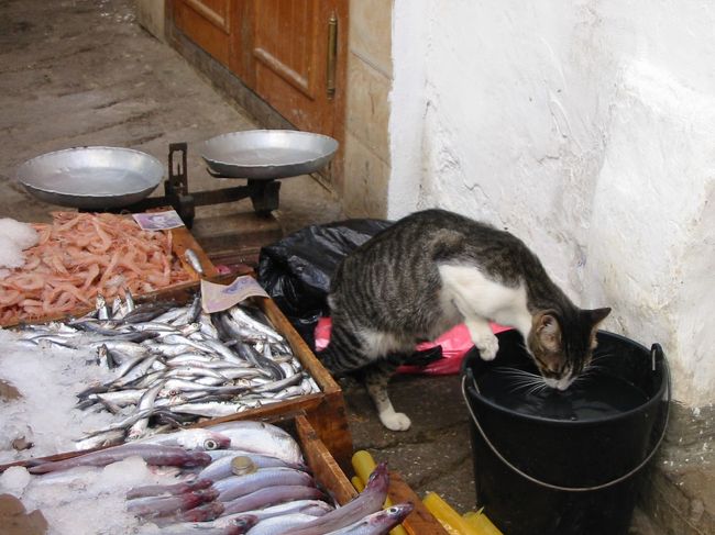 アンダルシア地方、モロッコへの一人旅12日間のうち7日目のモロッコ日帰り旅行記です。<br />表紙の写真はモロッコ・テトゥアンのメディナにある魚屋さん店先のスナップです。<br />7日目：TRANSARICのCEUTA-TETUAN-TANGERの日帰りツアーに参加しました。<br />　　　 8:15にアルヘシラスのフェリー乗り場にあるTRANSARICのオフィスに行くと、<br />　　　 モロッコの入出国申請書とツアー申込書のコピーを渡されました。<br />　　　 シールを服の見やすい場所貼るよう言われました。<br />　　　 その後フェリー乗り場のツアー参加者が集まっている場所に連れて行かれました。<br />　　　 そこにはFlandriaの赤いシールと青いシールを貼った人達がいました。<br />　　　 しばらくするとおじさんが現れ、シールを見ながらチケットを配りだしました。<br />　　　 私も無事EuroFerrysのALGECIRAS-CEUTAチケットをもらいました。<br />　　　 その後、椅子のある待合室に移動して、9時発のフェリーを待ちました。<br />　　　 フェリーは思ったより豪華でした。40分くらいでセウタ｢CEUTA｣に到着です。<br /><br />　　　 セウタ港出口には、モロッコ服（ジュラバ）を着たガイドさん達が待っていて、<br />　　　 私は青いFlandriaのシールの人達と一緒のグループにされました。<br />　　　 エンジ色のモロッコ服のガイドさんが担当でした。<br />　　　 パスポートと、モロッコの入出国申請書とツアー申込書を渡すように言われ、<br />　　　 全員分揃うとバスに案内され、ガイドさんがどこかへ行ってしまいました。<br />　　　 どうやら出国の手続きをしていたようです。<br />　　　 45分くらい経ってガイドさんが戻ってきてバスは出発しました。<br />　　　 20人乗りのバスにツアー参加者は計17名でした。<br />　　　 西語、仏語、英語、独語で挨拶をすると、セウタの町の簡単な説明と、<br />　　　 国境エリアは写真をとってはいけないという説明をしました。<br />　　　 スペインの出国ゲートは容易に通過しました。<br />　　　 モロッコの入国前でバスを停めるとガイドさんが降りていきました。<br />　　　 国境まで来ると、アラブ圏に入ったことを実感します。<br />　　　 大きな荷物を背負って徒歩で国境越えする人がいっぱいです。<br />　　　 国境脇の岩山の上にしゃがみ込んで見ている人、<br />　　　 こっそり岩山から降りる（いけないことかも？）人などもいました。<br />　　　 モロッコの入国手続きが終わり、ガイドさんが戻って<br />　　　 国境ゲートを越えました。<br /><br />　　　 国境を越えてしばらくは右手に海を見ながらホテルや<br />　　　 別荘のような建物が並ぶリゾート地を抜けていきます。<br />　　　 モロッコの国王が避暑に使用する豪華ホテルもあるそうです。<br />　　　 ガイドさんは目に付く建物の説明、このあたりは魚がおいしいとか、<br />　　　 各国語でずっとガイドしています。<br />　　　 しばらくして湖？のところでバスが停まります。<br />　　　 らくだ休憩です。らくだに乗ると1ユーロ、見るだけタダです。<br />　　　 砂漠でもないのでちょっと無理やりな感じがあり、ちょっと苦笑したのですが、<br />　　　 喜んで乗っている人もいました。<br />　　　 らくだ休憩が終わると1人多く乗車してきました。<br />　　　 カメラマンのおにいさんです。<br /><br />　　　 しばらく走って楽しみにしていたテトゥアン｢TETUAN｣に到着しました。<br />　　　 メディナの門の前でバスを降りて、ガイドさんに続いて散策します。<br />　　　 ガイドサポートのおじさんがはぐれないようにサポートしてくれます。<br />　　　 生鮮食料品のスーク、その他食料品のスーク、立派な建物の薬局でトイレ休憩後、<br />　　　 ハーブやモロッコ茶の説明販売を受けました。<br />　　　 布屋さん、仕立て屋さんのスーク、雑貨やさんのスークを通って、<br />　　　 大きな絨毯屋の長い商品説明を受けてから14時頃レストランに到着しました。<br />　　　 料理はツアー料金込みです。<br />　　　 スープで始まり、シシカバブ、タジン、ミント茶、焼き菓子。<br />　　　 飲み物は水を注文しました。1.5ユーロで別料金です。<br />　　　 店内は他のテーブルも同じメニューで団体ツアーのお客さんしかいない<br />　　　 ように思えました。店先と店内に楽器隊もいました。<br />　　　 レストランの後はバスに戻ります。<br />　　　 次の街タンジェ｢TANGER｣に向かいます。<br />　　　 バスにはカメラマンさんはいませんでした。現像ですね。<br />　　　 ここの移動はガイドさんもシエスタ休憩で説明はなしです。<br /><br />　　　 タンジェは大きな街で、バスの中から主要建造物の説明がありました。<br />　　　 バスが停車し、降りるとガイドさんに続いて少し散策します。<br />　　　 ここでもガイドサポートのおじさんが現れます。<br />　　　 歩いていると売り子が寄ってきてゆっくりできません。<br />　　　 売り子が入ってこれない大きなお土産物屋でトイレ休憩をして、<br />　　　 また売り子に囲まれながら街歩きをして、バスの待っている展望台の<br />　　 　ところまで到着し、逃げるようにバスに乗り込みました。<br />　　　 タンジェの街歩きは楽しめませんでした。<br /><br />　　　 セウタに向かうのかと思いきや、バスはテトゥアンに向かいます。<br />　　　 テトゥアンの郊外でカメラマンでない写真売りのおじさんが乗ってきました。<br />　　　 （私以外の）買ってくれそうな人に写真を見せて売って、途中で降りていきました。<br /><br />　　　 帰りの国境では、ガイドさんは紙一枚持って降りていくと<br />　　　 パスポートの束を持って戻ってきました。<br />　　　 パスポートを配ってみると、西、仏、独、ブラジル、英、米、カナダ、<br />　　　 聞き取れなかった国と日本という国際色豊かな参加メンバーであった<br />　　　 ことがわかりました。<br /><br />　　　 18:45ごろにセウタ港に到着しました。ここにも売り子がいてゆっくりできません。<br />　　　 しばらくして、ガイドさんがフェリーのチケットを配ります。<br />　　　 ガイドさんとはお礼を言いながらチップを渡してここでさようならです。<br />　　　 売り子がいないフェリー待合室に移動して19:30発のフェリーを待ちます。<br />　　　 夕焼けがきれい、アフリカの山に日が落ちていきます。<br />　　　 出航すると、一度落ちた太陽が海の上に現れました。<br />　　　 海に落ちていく日をフェリーの後方のデッキでしばらく眺めていました。<br />　　　 20時過ぎアルヘシラスに到着。<br />　　　 仲良くなった人達と挨拶を交わしてホテルに戻りました。