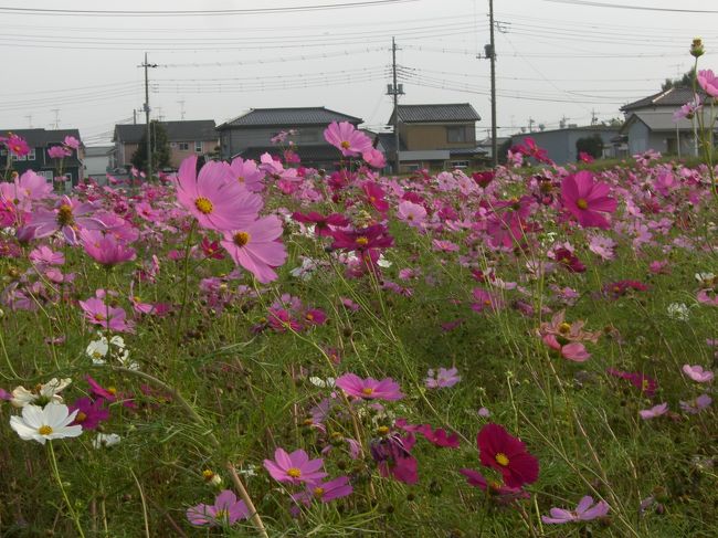 埼玉県の川島のコスモス畑に行ってきました。今年は不作だったようで、残念ながらコスモスの背は低く、ほとんど倒れてしまっていました。<br /><br />この辺りのコスモスでは、私はここがお気入です。率直に申し上げて、ここは特に素晴らしいロケーションというわけではありません。国道254沿いの田んぼの中で、周りも住宅地や畑なので、どちらかというと殺風景です。<br />しかし、主催されている川島農業青年会（？）の心意気が素晴らしい！！！　今回、立て看板は見当たりませんでしたが、以前からずっと「ご自由にお持ち帰り下さい」なので、今年も皆さんコスモス畑に入って積んでました。<br />花畑らしからぬ、豪快さで、どんどん中に入っていってよし♪<br />積んでよし♪　お持ち帰りよし♪<br />本当に、この豪快さには頭が下がります。<br />気持ちいいですよ♪<br />コスモスがお好きな方は是非とも、新聞紙と切バサミをお忘れなく♪<br /><br />コスモス祭りは先週末で、テントが張られていたそうです。前に行ったときは屋台が出ていました。<br /><br />問い合わせ先　<br />川島町役場農政商工課　TEL　０４９−２９７−１８１１<br /><br />けんけんけんさんのブログ『日本隅々の旅』で川島町コスモス畑についての記事を見つけました。興味のある方はどうぞ御覧下さい。<br />http://rover.seesaa.net/article/8181889.html<br />