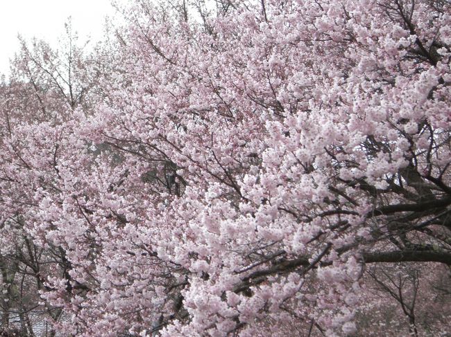 1度は、高遠の桜を見なければと、「満開は、ここだあ！」と思った日程で、高遠城へ行ってみたのですが。<br /><br />今年の高遠の桜前線は、遅れに遅れ、結局行った次の週が満開だったようで、まだま七部咲きといったところか。<br /><br />4月というのに寒いの何の。<br />泊まった晩の蓼科の宿で雪が降る始末。<br /><br />そうそう、ひとつうれしかったことが。<br />「しし神様」に会いました。<br />