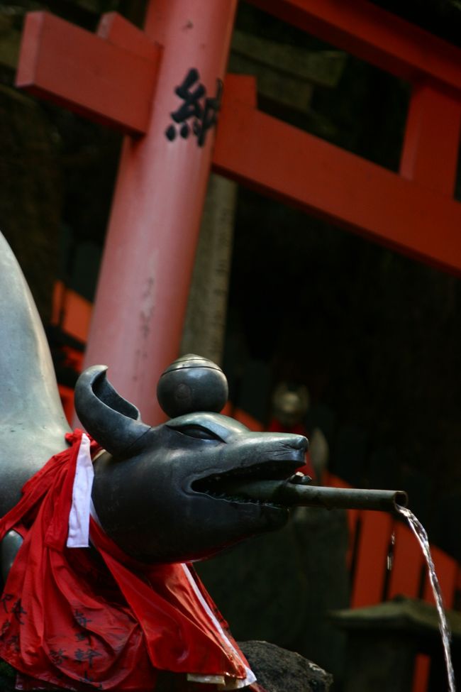 京都伏見の稲荷神社　おびただしい数の鳥居群。石段。半年前は全部登り切れなかったので　今回はリトライに。<br />五穀豊穣の稲荷神社。もちろん。七五三も、祈祷各種しております＜笑＞神楽があり、祈祷後見れたりもします。稲荷さんというだけあって　至る所に狐さんが・・・・　茶屋ではお稲荷さんが<br />高級食として頂けます。四辻のニシムラ亭だったかな？そこの「にしんそば」￥８５０　はお出汁が効いてて本当に美味しかった。　おいなりさんはまあまあかな？でもそれにしても下半身筋肉痛で疲れた・・・・