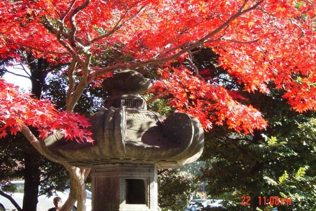 飯能駅から歩いて２０分ぐらいかかりました。紅葉がとてもきれいでした。お寺のうらの天覧山の紅葉、河原の紅葉もとても綺麗です。紅葉の散策に出かけて観て下さい。<br />西武飯能駅に案内が出ています。