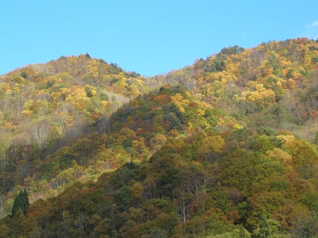 青空になりました…この空の色本物です！<br />気象庁を信じてました(^O^)　<br />福島県の桧原湖経由で【西吾妻スカイバレー】の白布峠、天元台を通り米沢まで行きます。錦平や天元台辺りの紅葉はもう終わっていました。やっぱり麓から一山超えての紅葉狩りは欲張りだったようで、来年は山頂の紅葉に合わせてみようかな…と思いました。途中の最上川の源流になる双竜峡や白猿には御目に掛れなかったけど猿の群れやら結構楽しめました。今日の一風呂は【小野川温泉】の【小町の湯】といって樽川（鬼面川）沿いに建っている目隠しの板塀だけの無料露天風呂です。最近テレビで紹介されたそうで男風呂は超満員（と、いっても１５人位）で湯船ぎっしり浸かっていたそうです。洗い場はなく、脱衣棚コーナーがあるだけの円形の岩風呂です。外から板塀で目隠しされている分、女性も入りやすいのですが当然露天風呂からの眺望は空のみでした。休憩所はなく近くの民芸品等の物産館で一休みです。<br />その後【上杉神社】を参拝し、いよいよ米沢牛ステーキの夕食です。勿論大満足し、国道13号で福島飯坂インターより東北道で帰途につきました。<br />