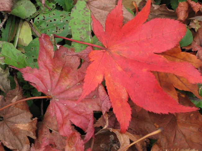 例年よりちょっと遅めに紅葉前線。先日の台風並みの低気圧の通過のため、小岩井農場より標高が高いところは大風で落葉してしまったとのこと。現在、里近くまで紅葉が降りてきました。<br />小岩井農場付近が、燃えるような紅色できれいでしたよ。