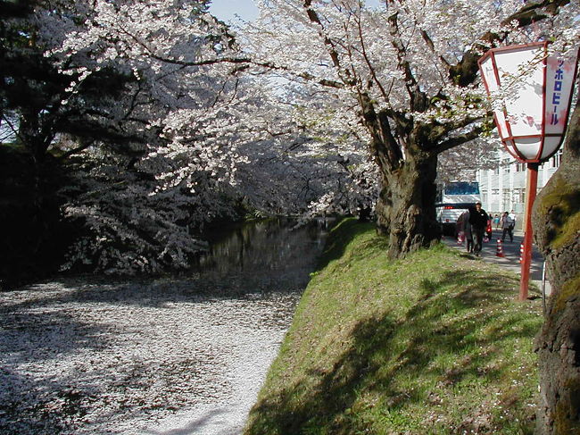きみまち阪から移動して、一路弘前城へ<br /><br />写真は、弘前城の桜