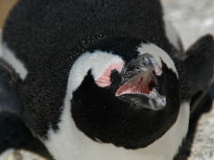 Cape Town & 喜望峰