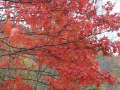 飛騨&信州・紅葉のブラリ旅=白川−高山編=