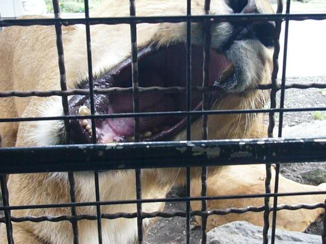 ライオンだっ！！<br /><br />近すぎちゃってどーしよ！？<br /><br />ふじーサファリパーク！！！<br /><br />に行ってきました☆★研究室合宿ってことで。<br /><br />一言でまとめると超おもしろい！<br /><br />だって・・・<br /><br />ほんとにライオン！<br /><br />ほんとにクマ！<br /><br />ほんとにトラ！<br /><br />ほんとにチーター！<br /><br />エサまであげられちゃうんですから。もう感動！！<br /><br />向こうからしたら、オレらが檻の中にいるもんで、<br /><br />ヒト科を見ているようなもんなんだろうけど。<br /><br />この日は、運良くライオンの赤ちゃん見れたりもしたし。<br /><br />ふぬけのおっさんみたいなカンガルーもいたけどｗ<br /><br />野生にぜってぇ帰れんぞ、おまいら。<br /><br />また行きたいなあ。<br /><br />ナイトサファリもあるらしいし。<br /><br />ぜったい行こう！<br /><br />にしても旭山動物園といい、<br /><br />今年の夏は動物園づくしだわ。