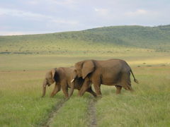 ケニア（マサイマラ国立公園）