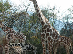 サファリパークに生きる動物たち