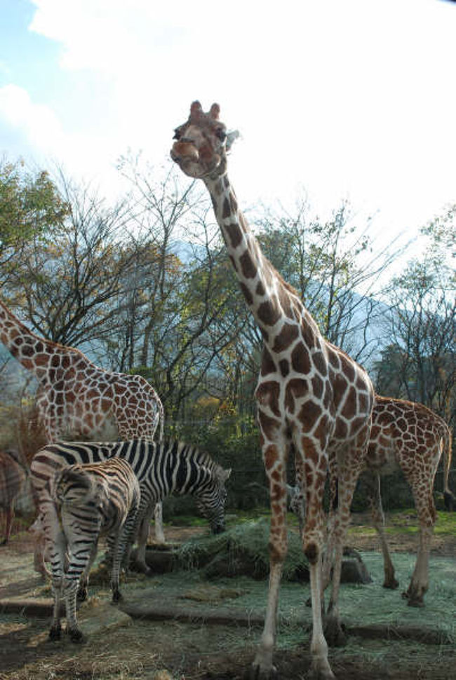 山中湖から御殿場が近い事を知り、急遽、静岡に向かう事にした。<br />車を走らせて行くと、「富士サファリパーク」の看板を発見！<br />これは行くしかない！私はここ以外は許さなかった。<br />有名な所だし、動物園では物足りなさがある。<br />正味2時間くらいの滞在だったが、本当に、近くで野生動物が見れてとても楽しかった♪<br /><br />ここでは２つののゾーンに分かれています。<br />■「サファリゾーン」はサバンナ動物を車やバスで見学。別料金でウォーキングツアーやナイトサファリも出来ます。<br />■「ふれあいゾーン」はライオンの赤ちゃんやミーアキャット、カンガルーなど間近で見たり触ったり出来ます。犬ネコ館もありますが、これまた別料金。