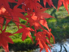 山梨で見る紅葉と富士山