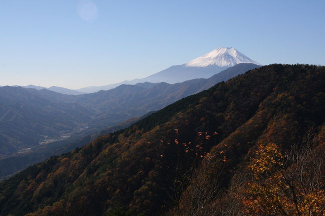 <br /><br /><br />かの落ち葉、この落ち葉を、踏みしめながら歩く山道、<br />赤や黄に色づく葉を眺めながら歩く秋の山は楽しい。<br /><br />413号線・道志道を道志村の郵便局を目当てに行き、菜畑山入り口の標識を見つけて曲がると、細い道は薄暗い杉林の中へと続いています。<br />傾斜のきつい林道を登山口へと、林道をくねくねと曲がりながら進みます。いちおう舗装はされているものの、道は荒れていて、走っているのが心細くなる山道です。<br />杉の枝やら石やらが散乱しているので、クルマから降りては取り除き進んでいったものの、さらに大きな枝や石があるので、クルマを停め、本腰入れて道路整備。<br />夢中で枝や石をどかしながら、坂道をだいぶ上ったところで気がついた。<br />これなら歩いて行った方が早いじゃん！<br />林道の途中にクルマを置き去りにしていくのも心配だったけれど、こんな道路状況で引き返すような目に遭うのもこれまで何度か経験しているので、安全策をとりました。<br /><br />林道を30分ほど歩いて登山口へ到着。<br />何台か停められる駐車スペースには、クルマは一台もない。<br />やけに急な尾根道をわっせわっせと登る。落ち葉を踏む音以外は何も聞こえない静かな山道だったが、突然ガサガサッと林の中で音がするのでドキッとして、腹ペコ熊だったらどうしようと思いながら音のする方を見たら、黒い毛の背中が走っていくのがチラッと見えた。そのすぐ後で、大きな鳥が羽をバタつかせ、もがくようにしてから低く飛んでいった。一瞬のことだから、なんだかわからないけど、あの黒い毛の動物は何だったのだろう、。<br />考えてみたところではじまらない、とにかく山頂へ急ごう。<br /><br /><br />もう花はないと思っていたのに、足元にリンドウが咲いています。<br />うれしい、来てよかった！<br />これはきっと、山のスピリットからのプレゼントね♪<br /><br />さあ、やっと山頂です。富士山も今日はきれいに見えています。<br />誰もいない山頂を独り占めして休んだ後、さらに今倉山へのトレイルを行きます。<br /><br />大半の木がすでに葉を落とした山道には、秋の陽射しがいっぱい♪　<br />梢の先に広がる真っ青な空。<br />カエデの赤やオレンジ色の葉が陽に透けて見える様子がとても綺麗です。<br />今倉山までもう一登りのところで、クルマのことが気になるので引き返すことにしました。<br />急坂を転がるようにして下り、元の場所へ戻るまで、結局誰一人会わなかったことを考えるとかなりマイナーな山だと思いますが、秋はもちろん冬の陽だまりハイクにもいい、静かな山です。