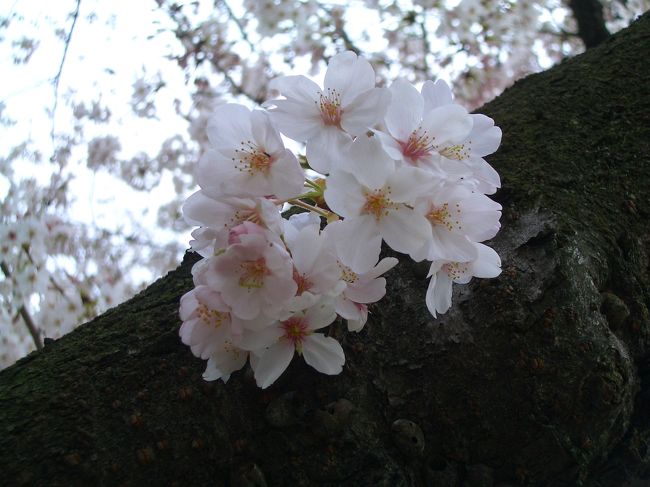 ここは、二子山古墳のふもとの公園です。<br /><br />愛知県春日井市にあります。小さな公園ですが結構のどかで静かなところです。<br /><br />地元の人しか来ませんが。。。。<br /><br />今回は、花見じゃーーーー！<br /><br />４月３日（土）一人で花見！歩いてきて屋台で、串かつとどてとビールを買って<br /><br />グビグビグビグビグビ　　　ゲップ！<br /><br />でも、桜綺麗ですね。。。<br />