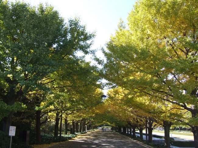 車で１０分の昭和記念公園。<br />そろそろ紅葉って来てるよと聞き、母を連れてお散歩に。<br />銀杏並木はあと少しかな？<br />