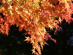 山中湖・西湖・河口湖周辺の紅葉&富士山=富士山そして山中湖編=