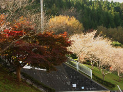 【感動！】秋空の下に紅葉と桜
