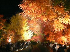 河口湖　紅葉回廊のライトアップはなかなかきれいです＋わちふぃーるどの世界と紅葉台とソーラーカフェ