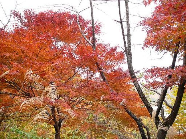 紅葉見に出かけました。<br />飛騨金山～岩屋ダム（東仙峡金山湖）紅葉真っ盛りでした。<br />もみじの色が真っ赤です～それは見事な色でした。