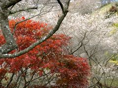 小さな旅●四季桜と紅葉