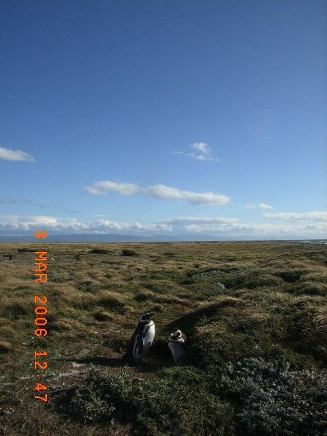 『24日目　ペンギン！ペンギン！』<br />　題名にもあるとおり、今日はペンギンを見てきた。かわいかった！よちよち歩きで、よこひょこしてて、飛べない鳥、ペンギン。今日は9時30分にプエルト・ナタレスをバスで出発。午後1時過ぎにプンタ・アレーナスへ。バスが着いた道を歩いていき、宿へチェックイン＆ペンギンツアーを申し込む。4時からツアー。約1時間車を走らせて着いたそこにはペンギンが！！本当にかわいかった。短い時間ではあったが、パタゴニアもこれで大満喫！！こんな若造が、地球の裏側でこれほどまでの時間を満喫できること。この上なく恵まれている。　「簡素な生活」を読んでいて考えていたが、やはり恵まれている身として社会に何がしかの貢献をしなければならないと思う。それは会社でただ働くだけではなく、それとは別に。<br />　インドの実生さん、ジョンを応援しようと思っている。彼・彼女らからは定期的にメールがくる。まだ自分の力でお金を稼いではいないが、稼ぎ出したらわずかなお金でもいいから彼らの活動をサポートできたならと思う。<br />　親からのメールで中田がボストン戦で同点ゴールを決めたみたいだ。リスペクト！嬉しい。<br />　明日でパタゴニアともしばし（?）のお別れ。次来る時は、最愛の人と一緒に訪れたいと思う。Gracias Patagonia、Chile、Arsentina！！Nos Vemos!Chao.