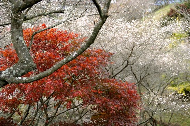 ’06.11.18　PM<br /><br />愛知県豊田市の北にある小原地区は、秋にも咲く四季桜があることで有名です。始めての秋の桜見物に行ってきました。天気は生憎の曇天。今にも降り出しそうな空模様でした。<br /><br />四季桜は今満開のようで、休日と言うこともあり道路は渋滞。駐車場は満車で、かなり待ってやっと駐車しました。はじめてみる秋の桜は、春普通に見かけるソメイヨシノと異なり、白く小振りの花で楚々としていました。<br /><br />帰りは岐阜県の土岐市南部にある曽木公園に足を延ばしました。最近、温泉活用型健康増進施設「バーデンパーク SOGI」が側近にオープンし、紅葉狩りと施設利用者で賑わっていました。