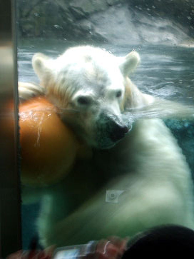 ド迫力ホッキョクグマ 話題の旭山動物園へ 旭川 北海道 の旅行記 ブログ By Iwamototkjmさん フォートラベル