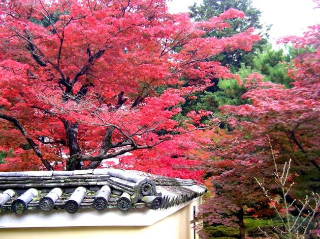 久しぶりに京都へもみじ狩りにバス旅行最初の目的地<br />は渡月橋から5分ほどの鹿王院へ。今回はこの鹿王院<br />のもみじから。<br />バスはタビックス。<br />焼津より京都まで約5時間ちょっと,お昼は弁当がでて<br />7800円。ガイドさんもよかった。添乗員さんも運転手<br />さんも気持ちよく接してくださった。<br />運転手さんには感謝、感謝。