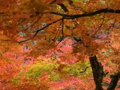 小さな旅●秋の香嵐渓・紅葉真っ盛り