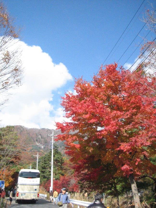 山梨に紅葉を見に行ってきました。<br />河口湖→西湖→紅葉台<br /><br />いい感じで紅葉してました。