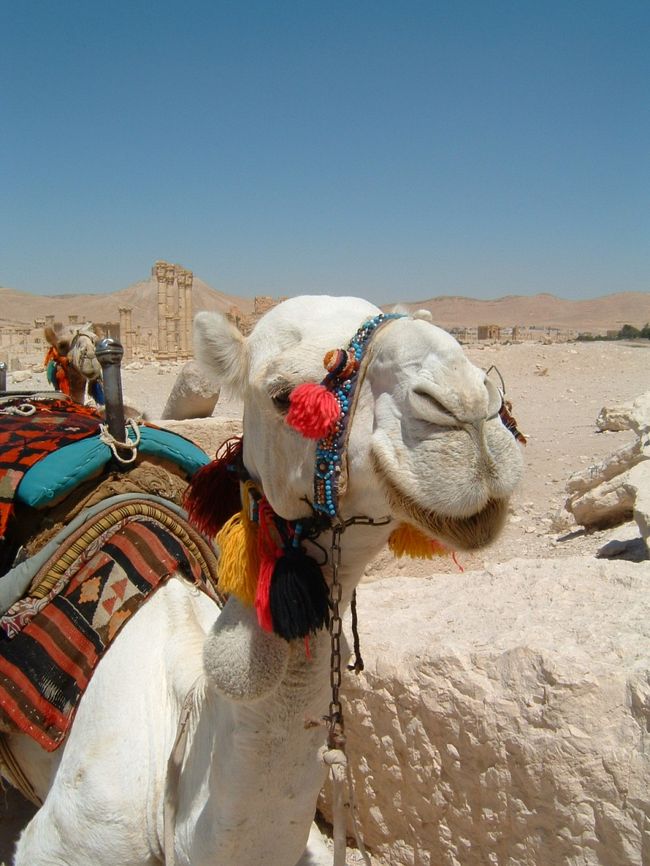 ２００６年８月６日から２９日まで回った中東（シリア・ヨルダン・イスラエル・エジプト）旅行の写真です。<br />お気に入りを少々UPします。