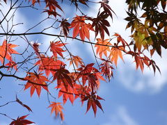 紅葉を太陽に透かして見れば