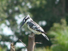 Casamance-Affniam & Dijlapao no2湿地帯で見た鳥