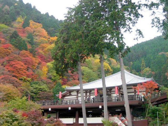 紅葉を求めて京都西山三山を訪ねてきました。<br />光明寺・善峰寺と二箇所です。<br />どちらも紅葉真っ盛り～<br />昔、京都で一緒に学んだ友人と一年ぶりに再会し、楽しい一日を過ごすことができました。<br /><br /><br />写真は本堂から屏風山の風景