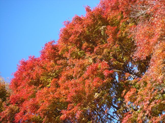 <br /><br />紅葉が見たくなり、忍野まで行ってきました。<br />昇仙峡も候補だったのですが、川崎の自宅から近い忍野へ向かいました。<br />なんとか富士山も見えて、盛りの紅葉が見られました。<br />風はもう　真冬並みの風でした。この冷たい風がもみじを綺麗に染めるのでしょう。<br /><br />温泉大好きＯＹＡＪＩが　めずらしく温泉抜きで行ってきました。<br />