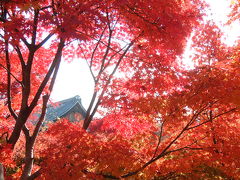 グラデーション　-東福寺?-