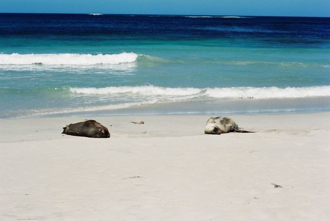 留学中の知人を尋ねてアデレードへ。<br />SeaLinkのツアーで近くのカンガルー島に行ってきました。<br />アデレードからフェリーで1時間弱。途中、イルカの群れに遭遇しました。