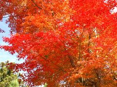 今年最後の紅葉…箱根美術館