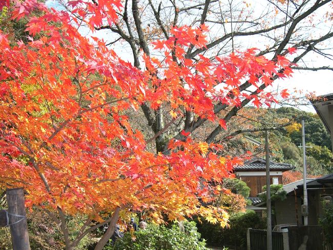 ＪＲのコマーシャルで「真如堂」が映っていたのを見て京都へ行きたくなりました。京都での行動がどうなるのかわからず。とりあえず友人の車で出かけました。東名→名神→京都と７時間近くかけてたどり着いた京都は、まさに紅葉のまっさかり。<br />