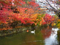 晴れの国　岡山（紅葉の倉敷）