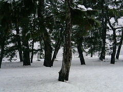 大雪だよ。天橋立