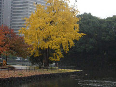 東京・紅葉の旅=震災銀杏編=