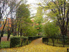 東京・紅葉の旅=北の丸公園編=